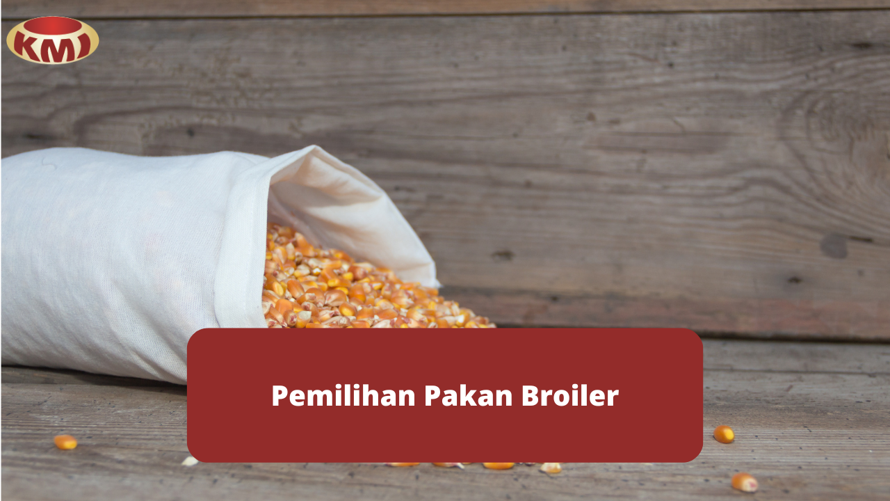 Macam Bentuk Pakan Ayam Broiler Sebagai Acuan Peternak